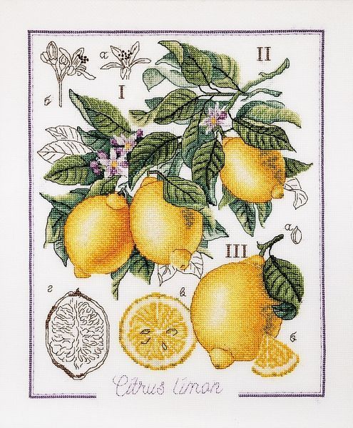 Botanical Battle - Lemon  Counted cross stitch kit 1260A