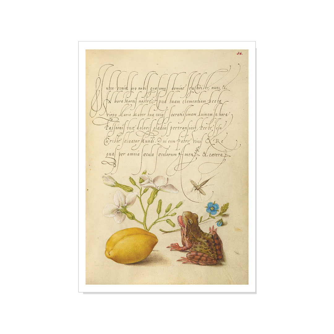 Hoefnagel - Gillyflower, Insect, Germander, Almond, and Frog - Postcard
