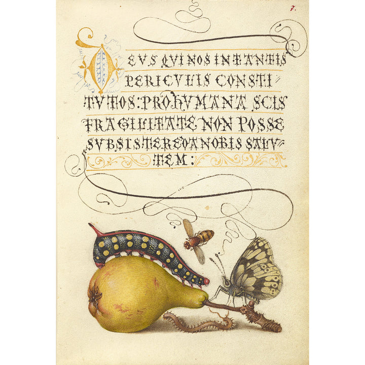 Joris Hoefnagel Magnet
