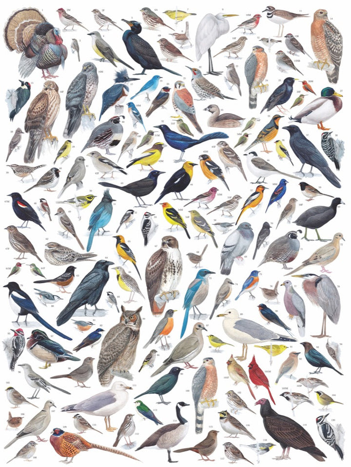 Birds of Western North America