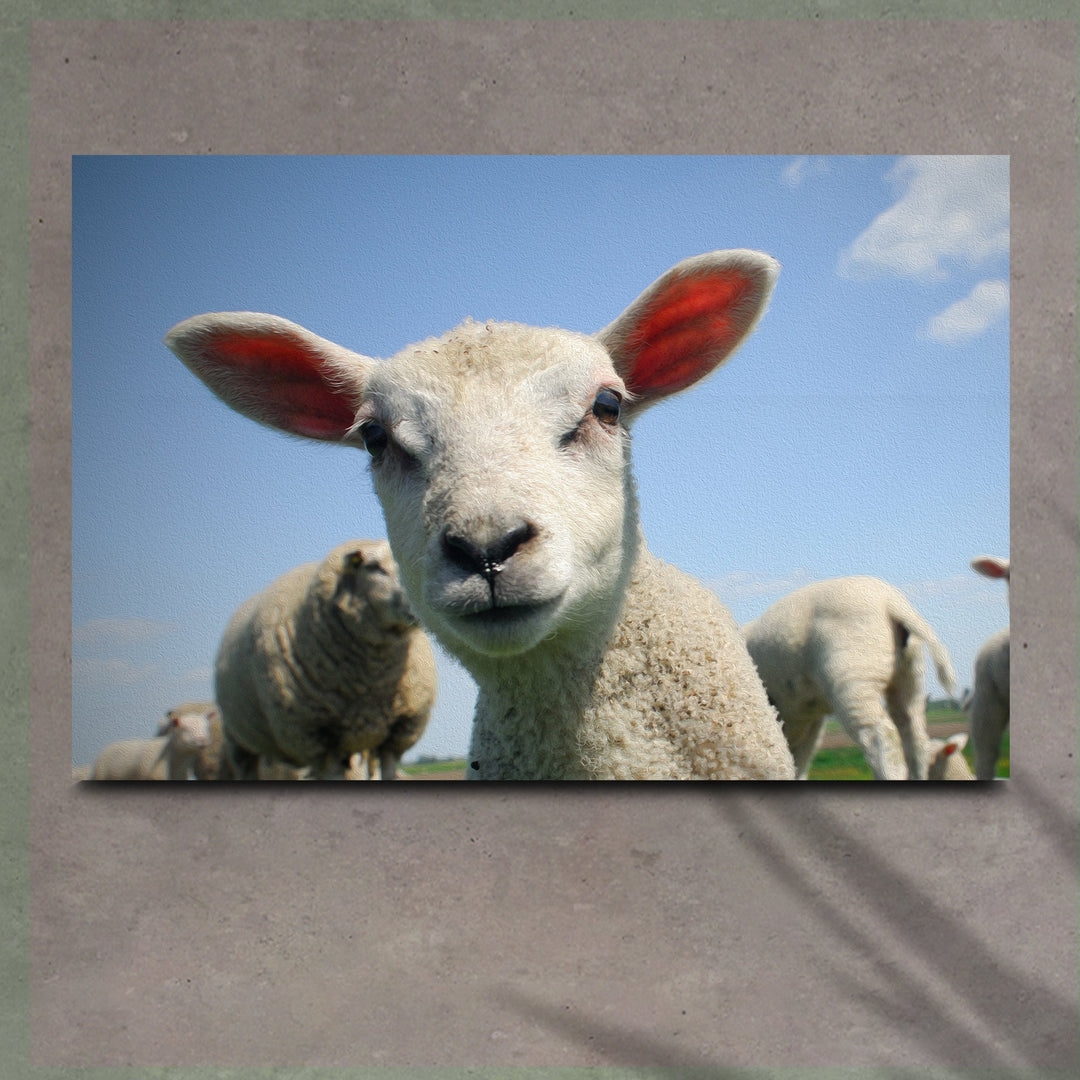 Curious Lamb Canvas Wall Art