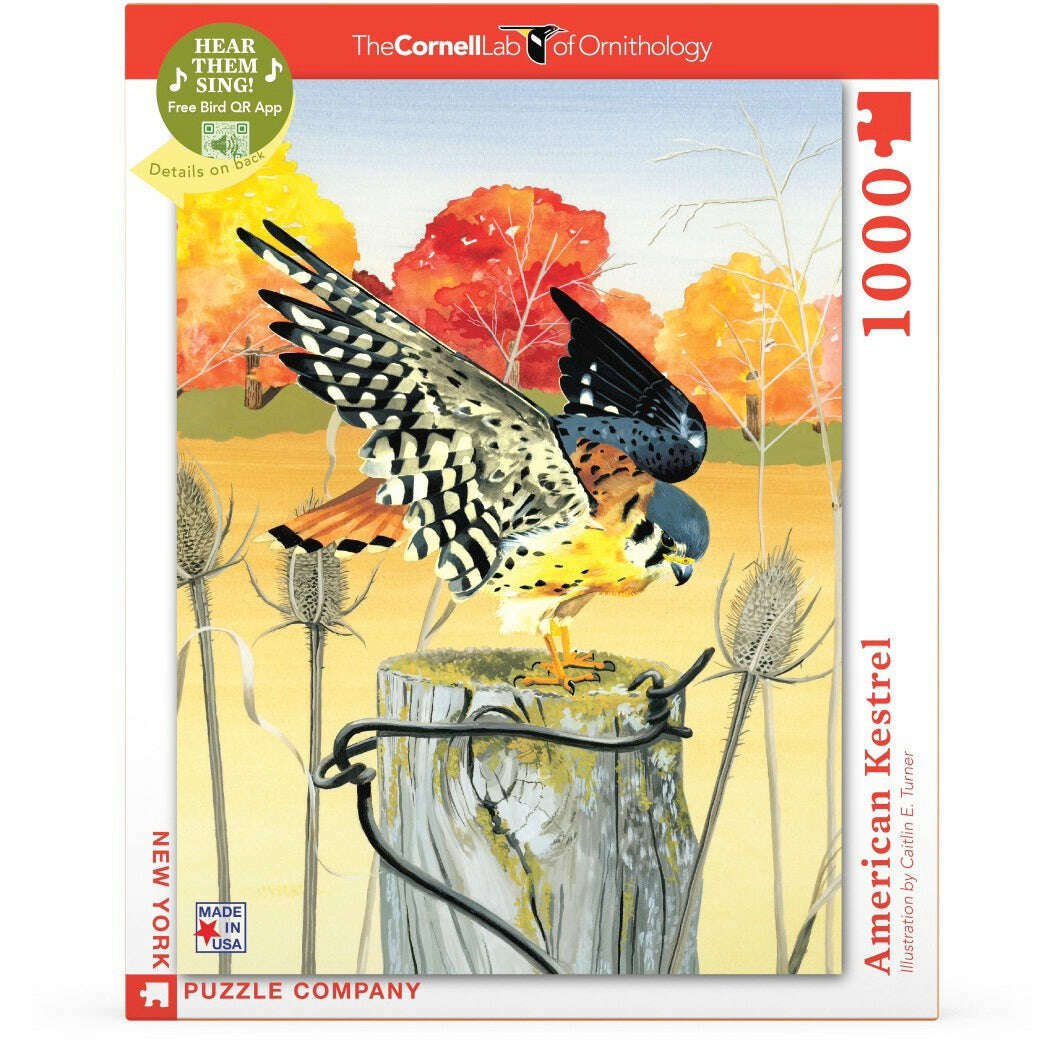 American Kestrel