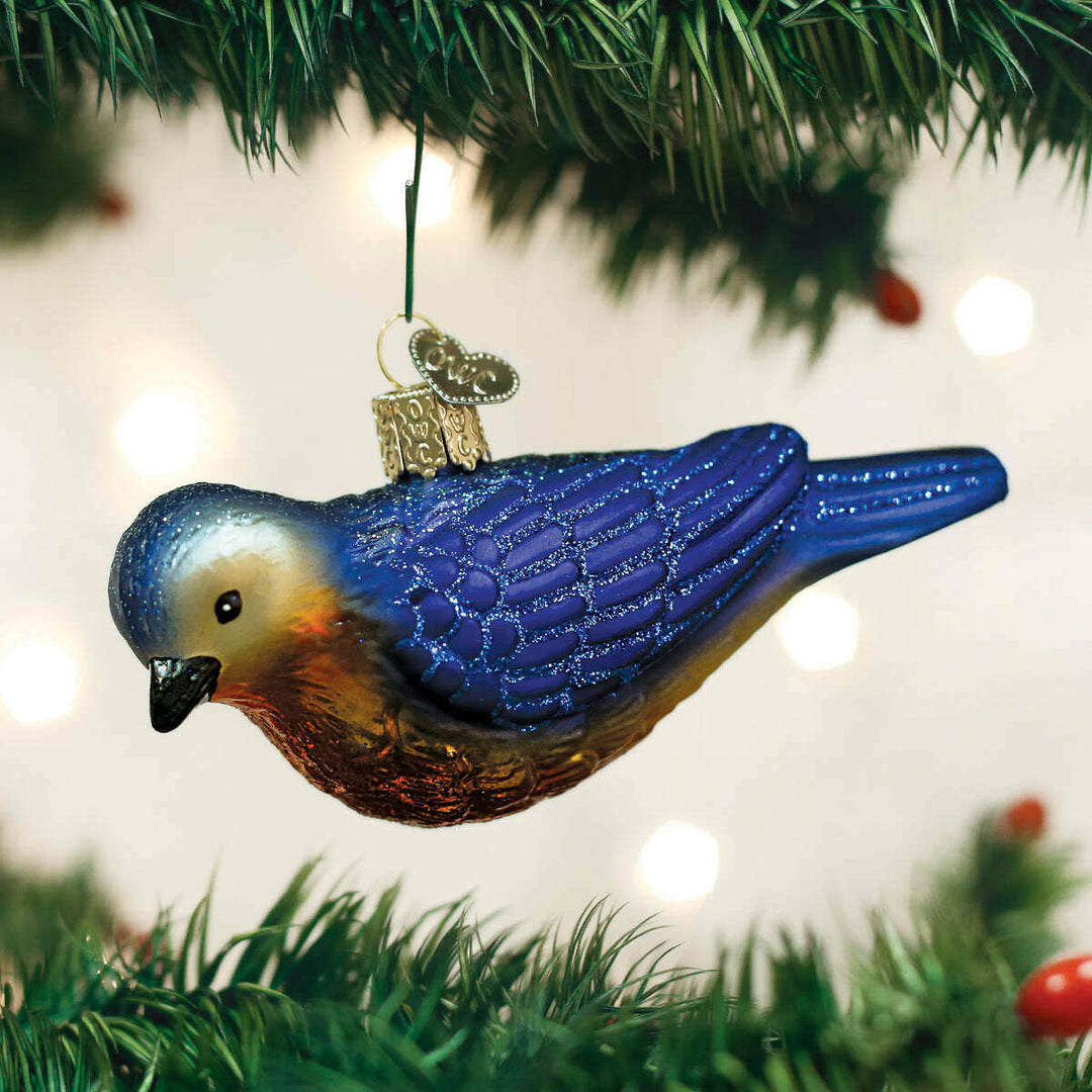 Hanging Western Bluebird