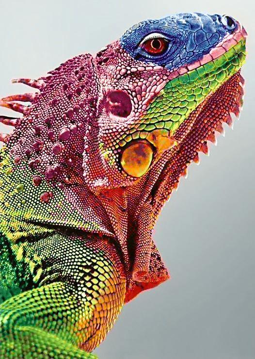 Iguana WD065 10.6 x 14.9 inches Wizardi Diamond Painting Kit