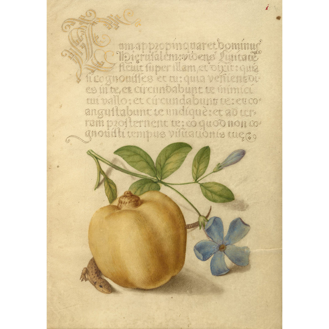 Periwinkle Brooch