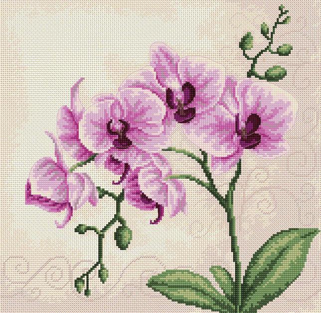 Orchid B2227l Counted Cross-Stitch Kit