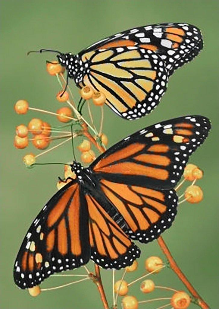 Softness WD061 10.6 x 14.9 inches Wizardi Diamond Painting Kit