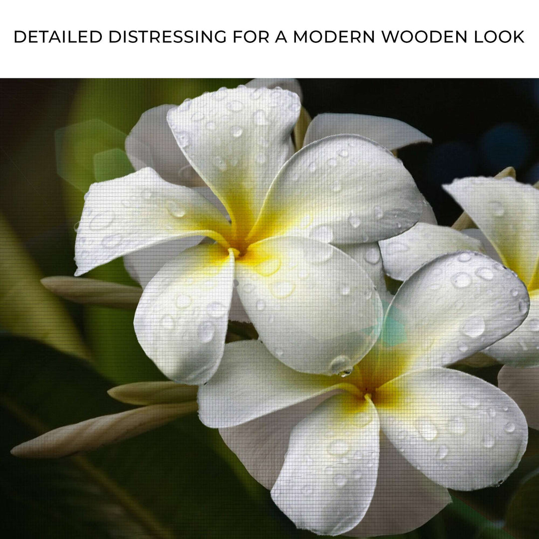 White Frangipani Flower Canvas Wall Art